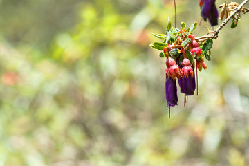 Purple Zarcillejo (Pycnophyllum molle) flower detail of this shrub located in Andean valleys in this case in Miraflores, Huancayo.