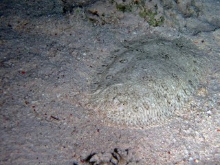 Panther flounder, Fury Shoal, Red Sea, Egypt