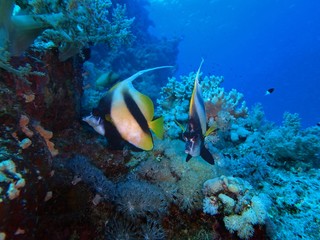 Fototapeta na wymiar Bannerfish, Red Sea, Egypt 