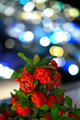 Plant with red flowers with bokeh