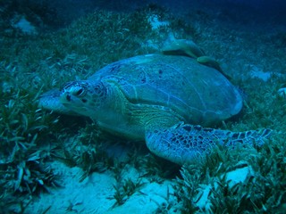 Fototapeta na wymiar Green Sea Turtle, Marsa Mubarak, Marsa Alam area, Egypt, underwater photograph