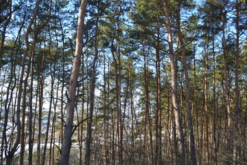 Fototapeta premium trees in forest