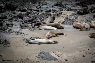 Northern California Sea Lions