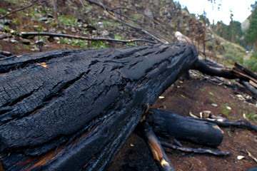 Cutting and burning of eucalyptus trees cut and thrown on the road, a destructive practice