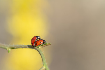 ladybug on leaf