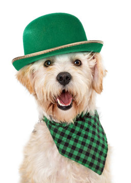 Happy Irish Dog Celebrating St Patricks Day