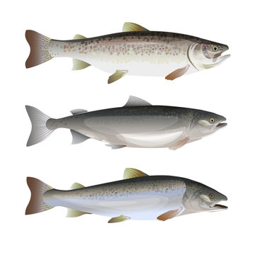 Set of salmon fish