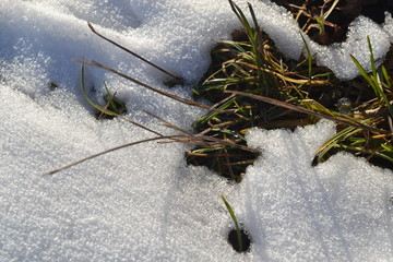 snow on the grass