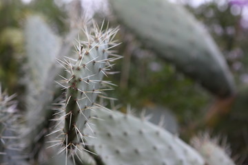 Kaktus Südafrika Makro