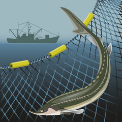 Sturgeon fish and marine nets