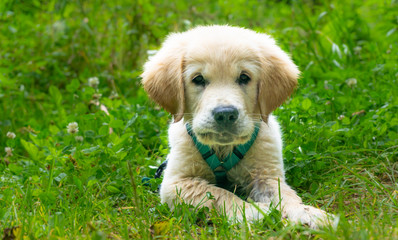 Portrait of the cutest Golden Retreiver puppy