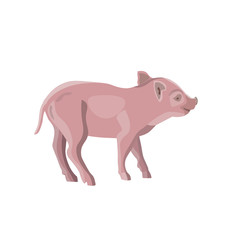 Domestic piglet vector