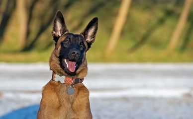 Obraz premium Malinois puppy portrait