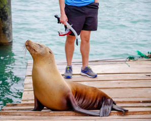 Fototapeta premium Sea lion in pier, close to some turists in San Cristobal Galapagos islands Ecuador