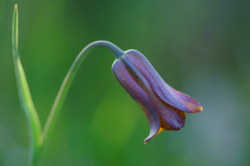 blooming tulip upside down. flowering early spring. tulip on a green background.