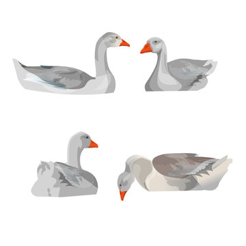 Set of vector geese