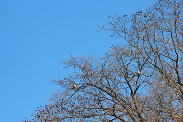 겨울나무와 새