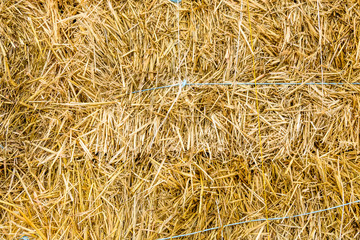 Fototapeta premium Texture of the dry hay for the background