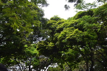 Obraz premium arboles