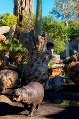 Pygmy Hippopotamus at Bioparc, Valencia
