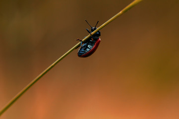 Macro photo of Ladybug in the green grass. Macro bugs and insects world. Nature in spring concept. facing sky