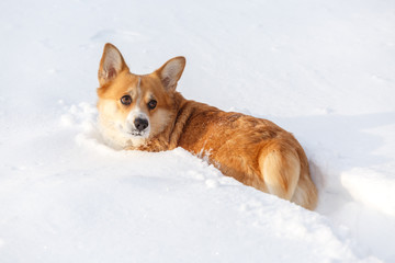 Dog Welsh Corgi cardigan in the winter in the snow