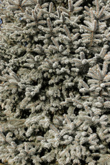Pine tree background