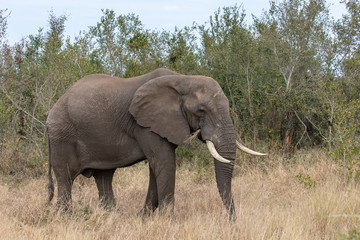 Fototapeta na wymiar Elefant 55