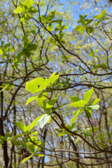 リョウブの新緑