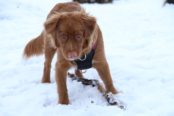 Dog in snow