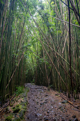 Path through Bamboo Forest