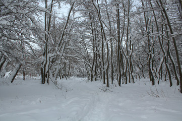 snow in the winter forest, snow covered trees