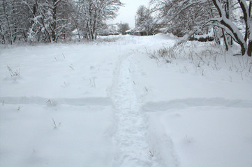 snow in the winter forest, snow covered trees