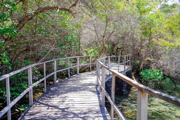 Beautiful outdoor view of wooden path close to mangrove on San Cristobal Island, Galapagos Islands