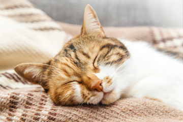 Fototapeta na wymiar Beautiful elegant cat in cozy warm home environment sleeping having dreams on a warm blanket with her tight closed eyes like a chinese cat