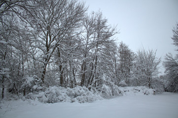snow in the winter forest, snow covered trees