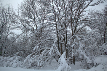 snow in the winter forest, snow covered trees