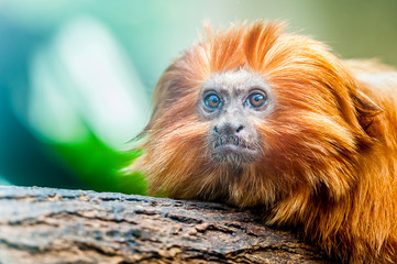 Singe tamarin lion à tête dorée