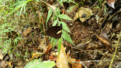 mariposa