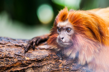 Obraz premium Singe tamarin lion à tête dorée