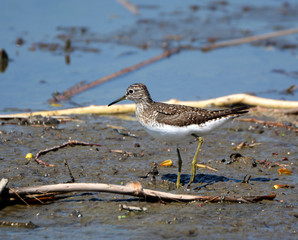 Solitary Sandpiper