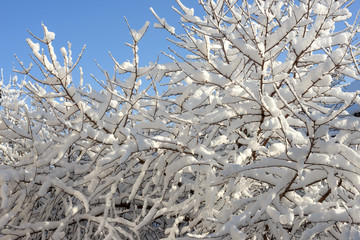 Many snow-covered twigs of cherry tree as natural background.