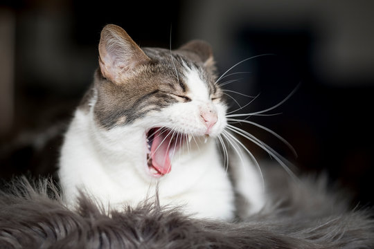 Chat tabby en train de bailler