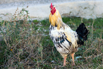 colorful rooster on grass in a nature field