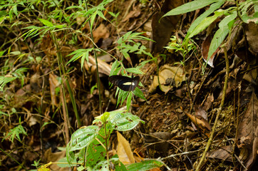 mariposa