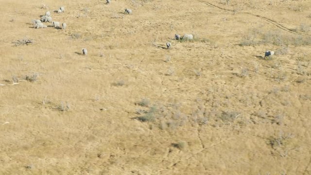Wildlife aerial Okavango Delta Botswana Africa