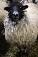 Sheep of Ireland © MaryLouise