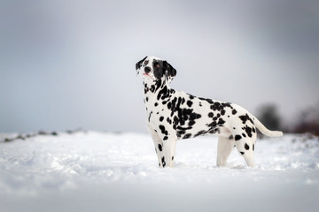 Dalmatian dog beautiful portrait on a blue background