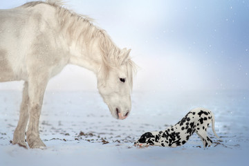 Fototapeta na wymiar Dalmatian dog and white horse best friends beautiful winter portrait magic look
