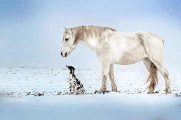  Dalmatian dog and white horse best friends beautiful winter portrait magic look